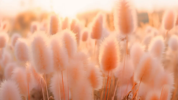 A field of peach bunny tails in Corsicana Texas.