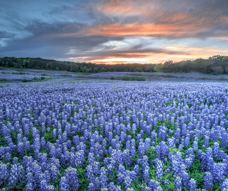 Field of blooming bluebonnets at the Ennis Bluebonnet Festival in East Texas with visitors walking among the flowers
