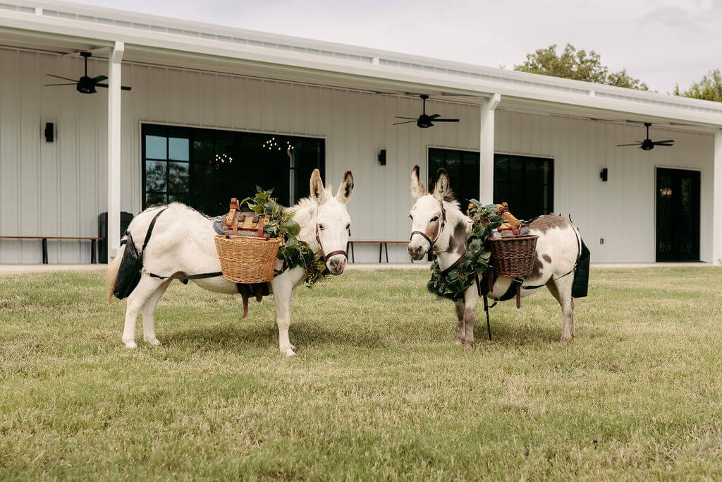 Unique wedding ideas featuring pets and animals at East Texas weddings
